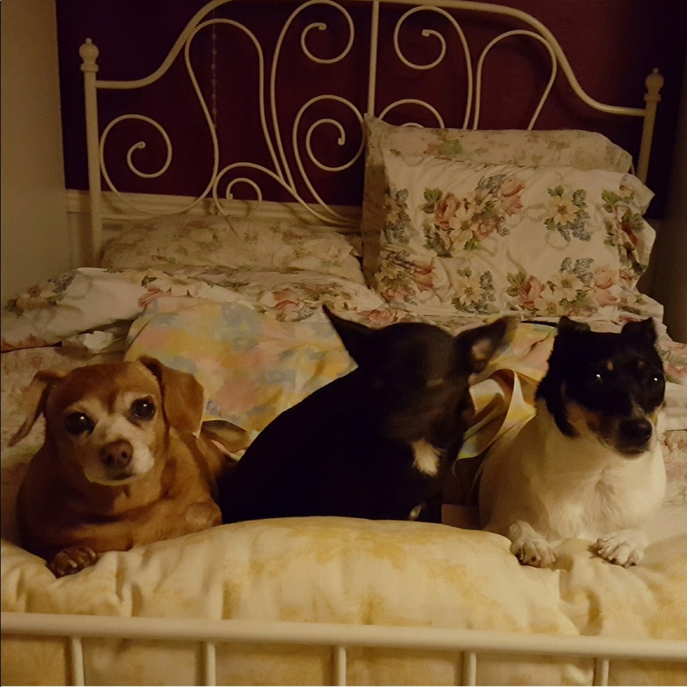 We’re not a pet free home. We are smoke free. NFS!